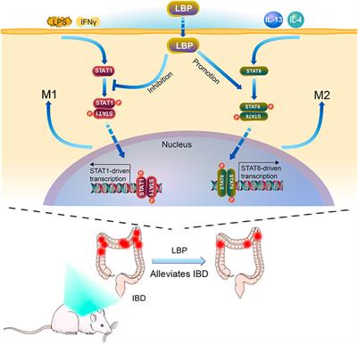 Lycium barbarum polysaccharide alleviates dextran sodium sulfate-induced inflammatory bowel disease by regulating M1/M2 macrophage polarization via the STAT1 and STAT6 pathways